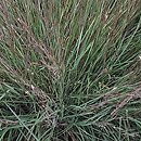 Schizachyrium scoparium Blue Heaven