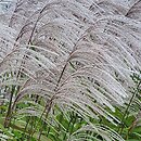 Miscanthus sinensis Memory
