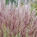 Miscanthus sinensis Dread Locks