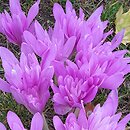 Colchicum Waterlily