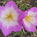 Colchicum Violet Queen