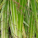 Hakonechloa macra Aureostriata