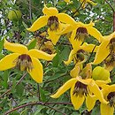 Clematis Bill MacKenzie