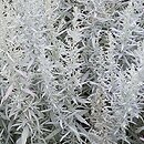 Artemisia ludoviciana (bylica Ludovica)