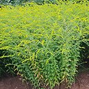 Solidago rugosa (nawłoć pomarszczona)