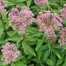 Eutrochium dubium (sadziec wątpliwy)