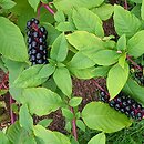Phytolacca americana (szkarłatka amerykańska)