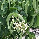 Heptacodium miconioides (heptakodium chińskie)