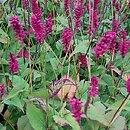 Polygonum amplexicaule (rdest himalajski)