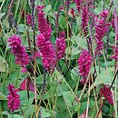 Polygonum amplexicaule Red Baron