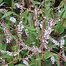 Polygonum amplexicaule Alba