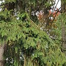 Picea abies Viminalis