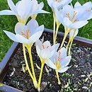 Crocus ochroleucus (krokus żółtawy)