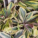 Arabis ferdinandi-coburgi Old Gold