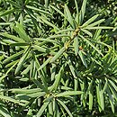 Taxus ×media Hicksii