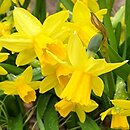 Narcissus Tete-a-Tete
