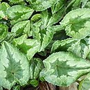 Cyclamen hederifolium (cyklamen bluszczolistny)