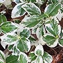 Euonymus fortunei Silver Queen
