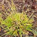 Luzula sylvatica Aurea