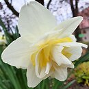 Narcissus White Lion
