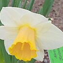 Narcissus Salome