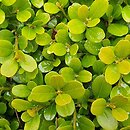 Buxus microphylla Morris Midget