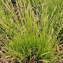 Carex dolichostachya (turzyca długokłosowa)