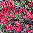 Chaenomeles ×superba Hollandia