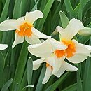 Narcissus Parisienne