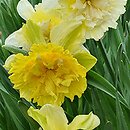Narcissus Pink Valentine