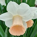 Narcissus Pink Silk