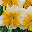Narcissus Pick Up