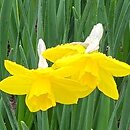 Narcissus Sweetness