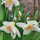 Narcissus Pink Glacier