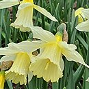 Narcissus W.P. Milner