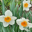 Narcissus Magic Maiden