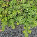 Cephalotaxus harringtonia Prostrata