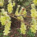 Corylopsis spicata (leszczynowiec kłosowy)