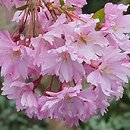 Prunus subhirtella Fukubana