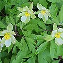 Anemone nemorosa Virescens
