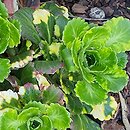 Saxifraga ×urbium Variegata