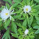 Anemone nemorosa Multiplicity