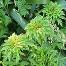 Anemone nemorosa Phyllodic Form