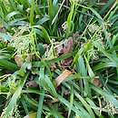 Luzula sylvatica Sherwood