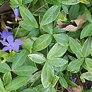 Vinca minor Aureomarginata