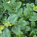 Buxus sempervirens Latifolia