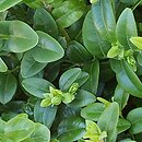 Buxus sempervirens Vardar Valley