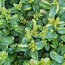 Buxus sempervirens Latifolia Maculata