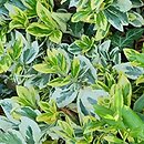 Euonymus fortunei Silver Gem