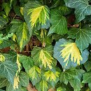 Hedera helix Goldheart
